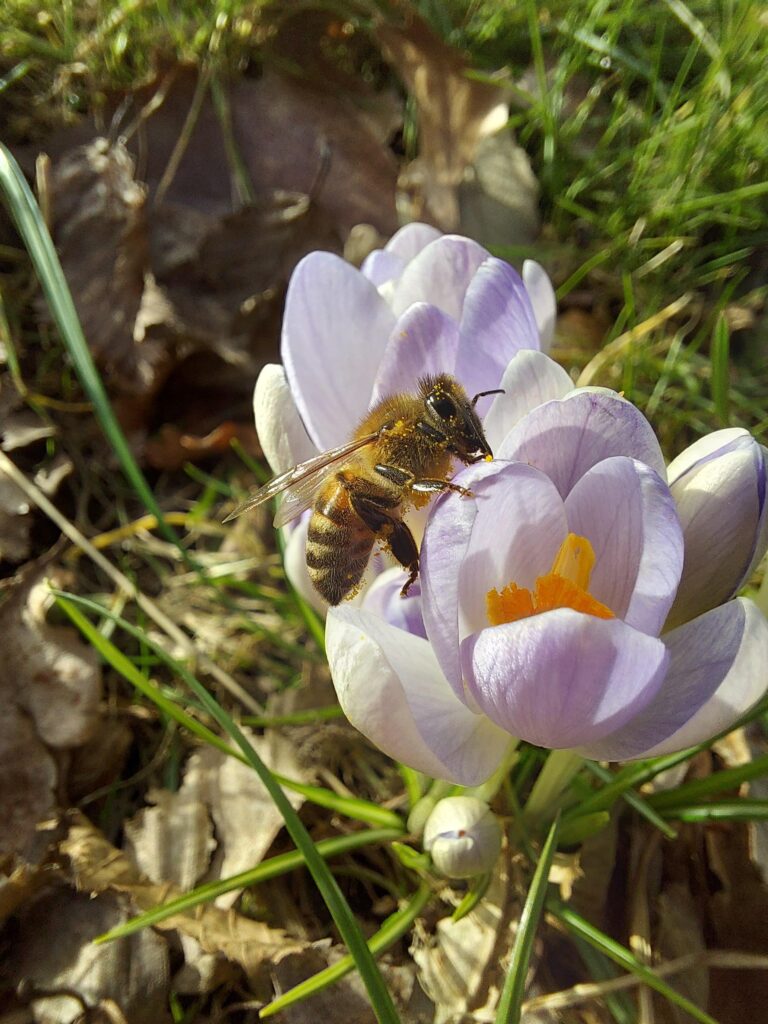 Bi i en lilla blomst