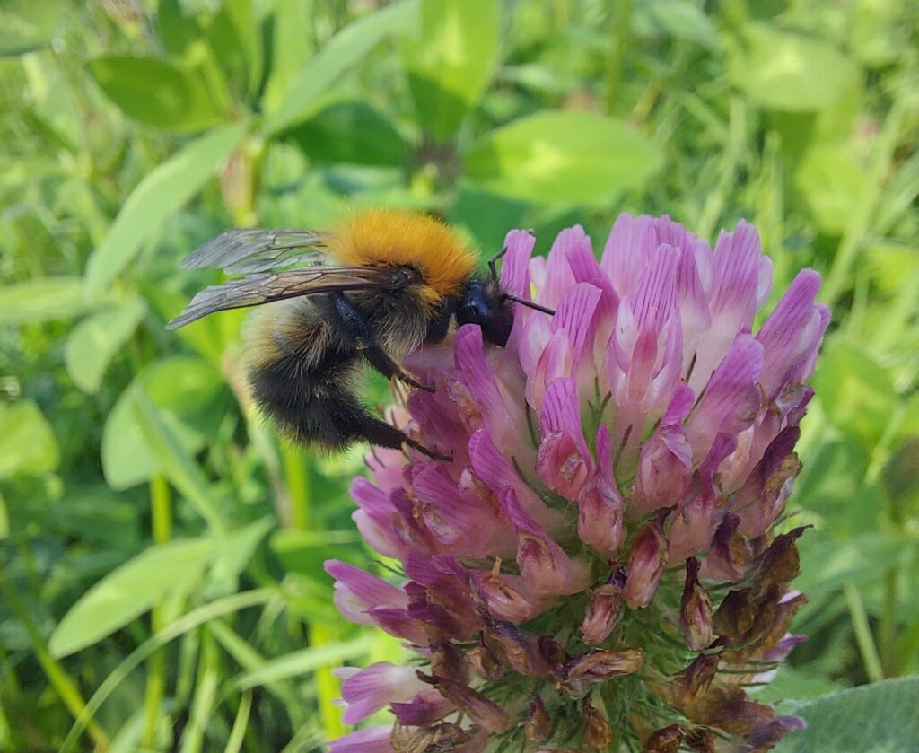 Bi i en lilla blomst fra hansborg honning biarvl